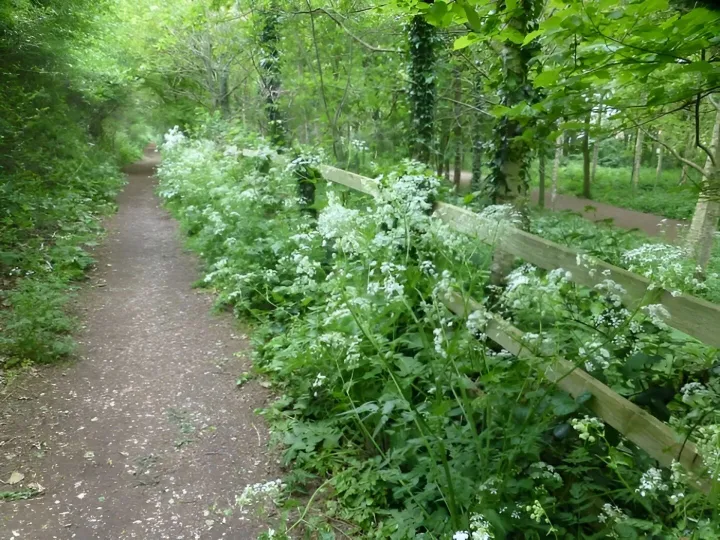 Cow Parsley