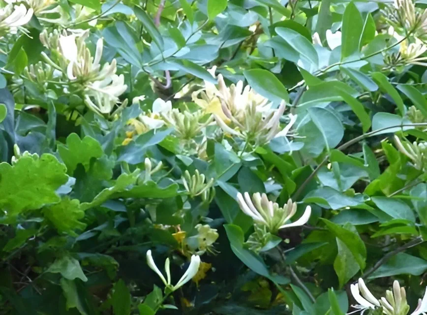Common Honeysuckle 2