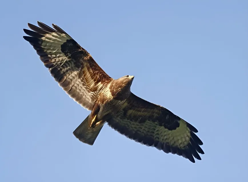 Buzzard 1