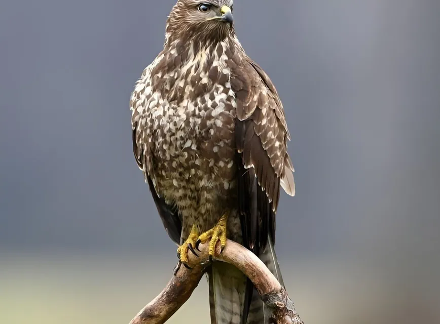 Buzzard 2