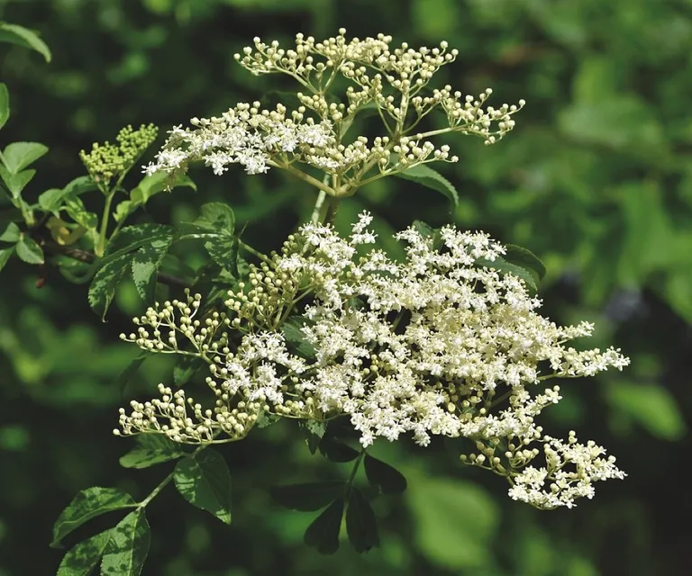 Elder, elderflower, holder bush