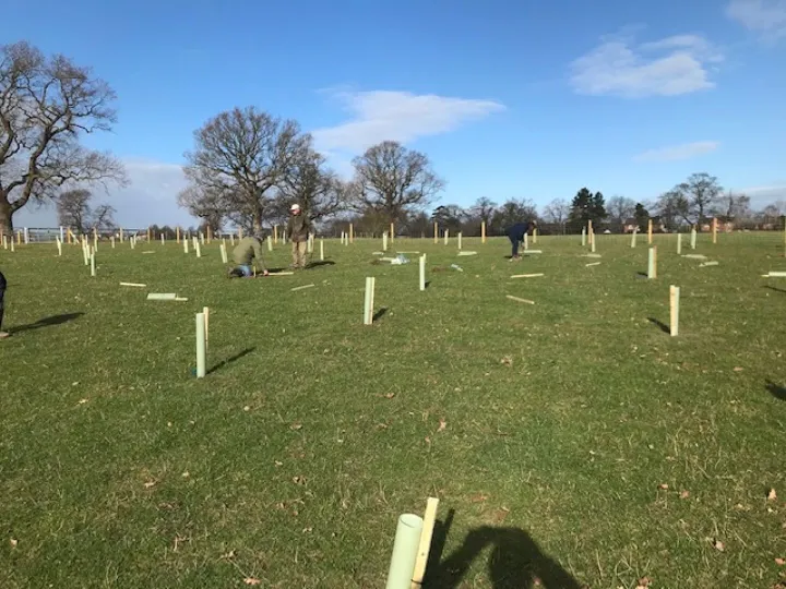 tree planting