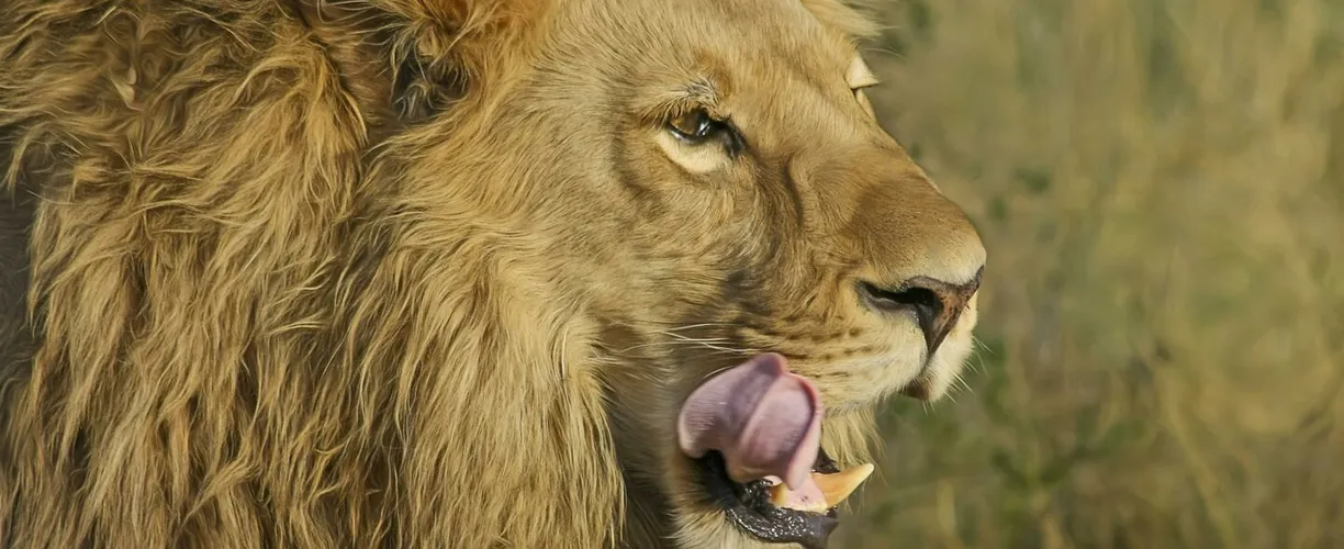 Close-up portrait of a lion in the wild, showcasing its powerful presence and majestic mane.