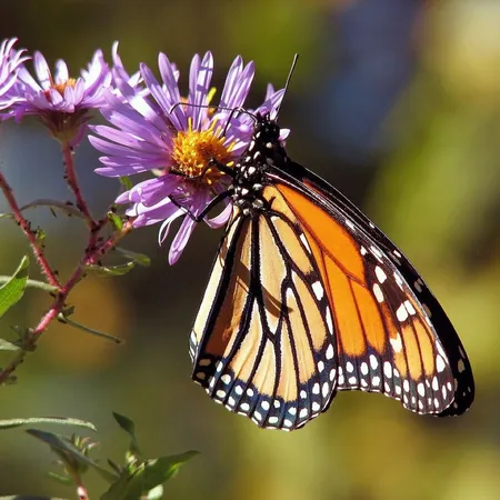 Garden, beautiful flowers, flowers, butterfly, monarch, insect, animal, flower background, pollination, aster, bloom, blossom, flowering plant, ornamental plant, plant, flower wallpaper, flora, nature, closeup