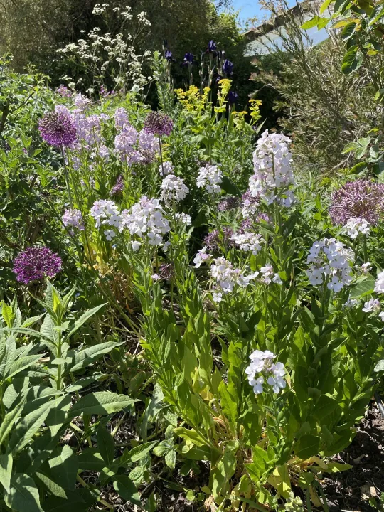 Open garden