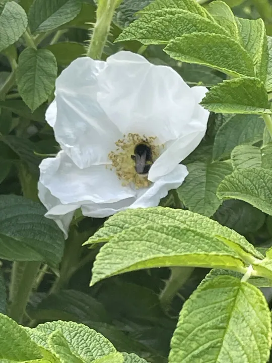 June garden