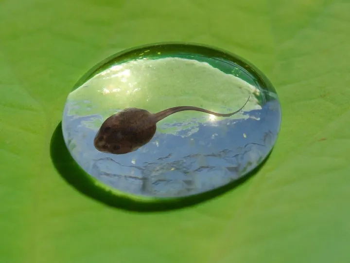 Tadpole, water