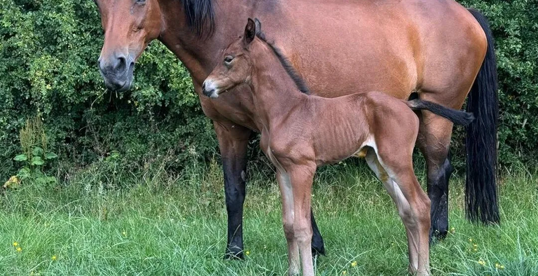 Foals