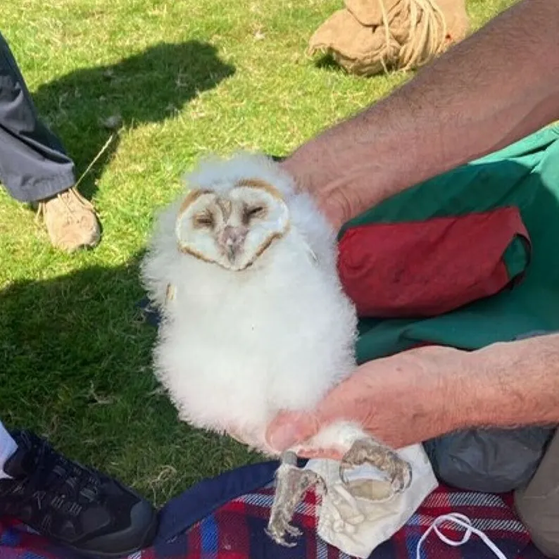 Barn Owl