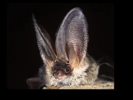 Bat Walk Pic