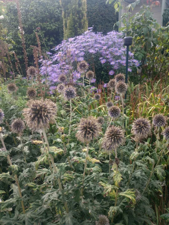 seed heads and flowers