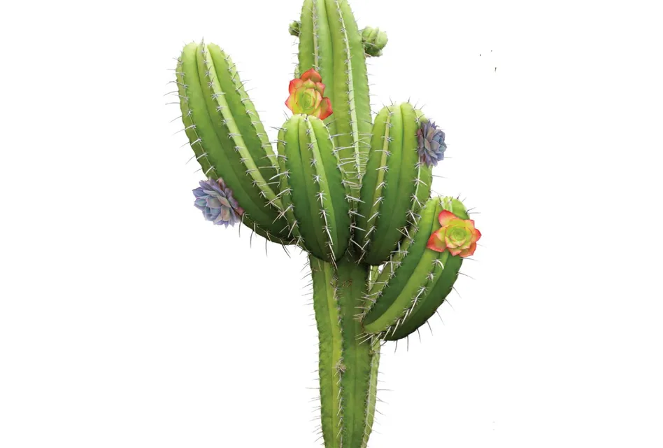 Cactus 4-3