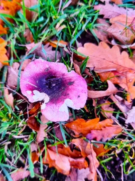 Purple Brittlegill