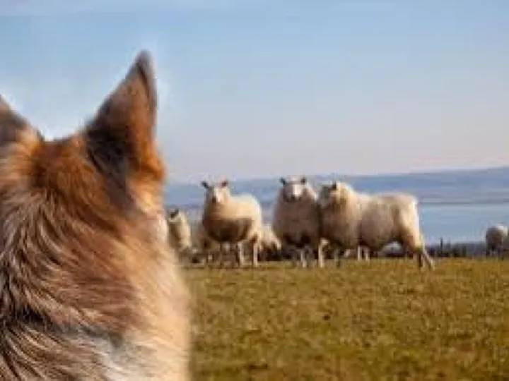 Sheep