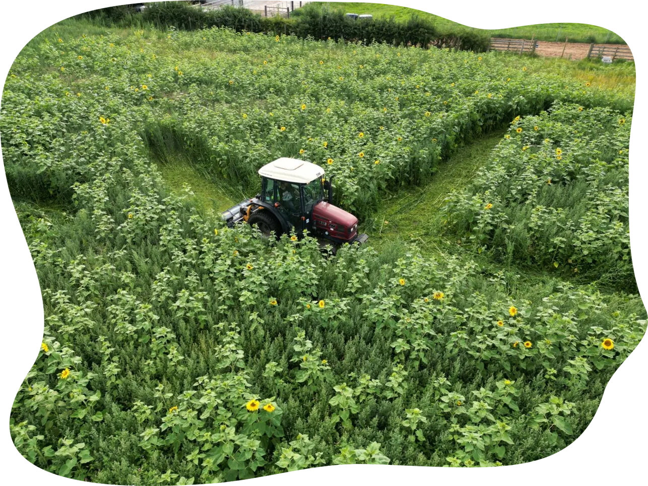 Family Exploring a Sunflower Maze