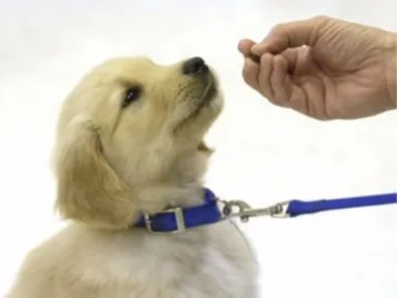 Dog Training 02