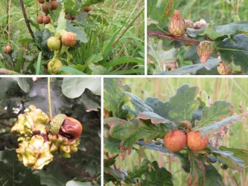 collage-2017-08-23 (1)