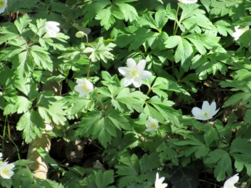 Wood Anemones