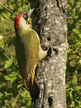 Green_woodpecker_ picus_viridis