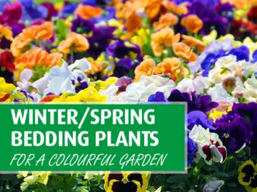 WinterBeddingFlowers