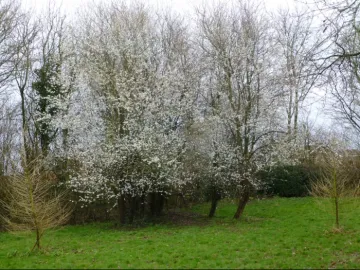 Backthorn Blossom 1