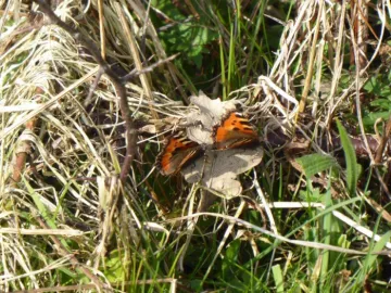 Small TortoiseshellsMch21