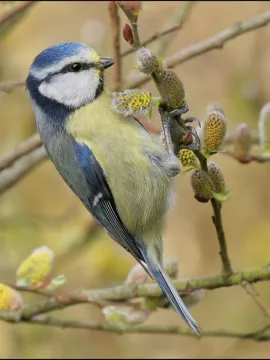 Blue tit_on_catkins
