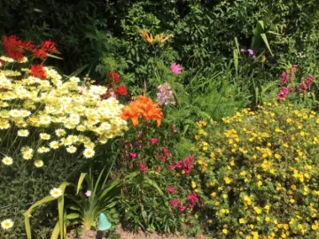 Daisies, Lilies, Crocosmia