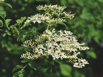 Elder, elderflower, holder bush