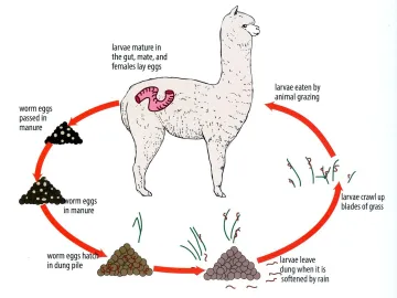 Haemonchus Lifecycle