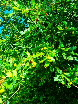 Oak Tree Mast