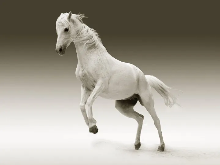 Horse, mare, animal, female horse, white horse