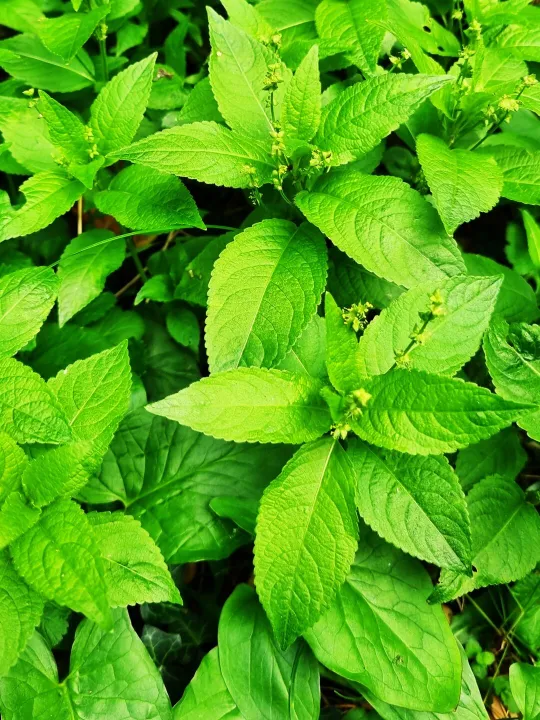 Dog'S Mercury