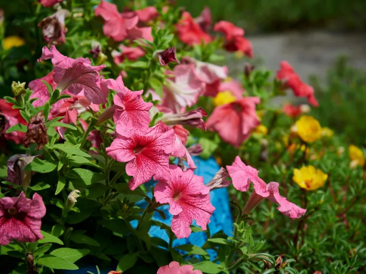 A colorful display of garden flowers showcasing