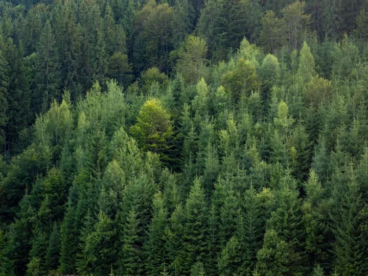 Dense evergreen hillside forest close view calm nature no pe