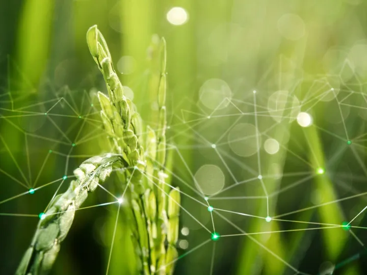 Agriculture IoT with rice field background