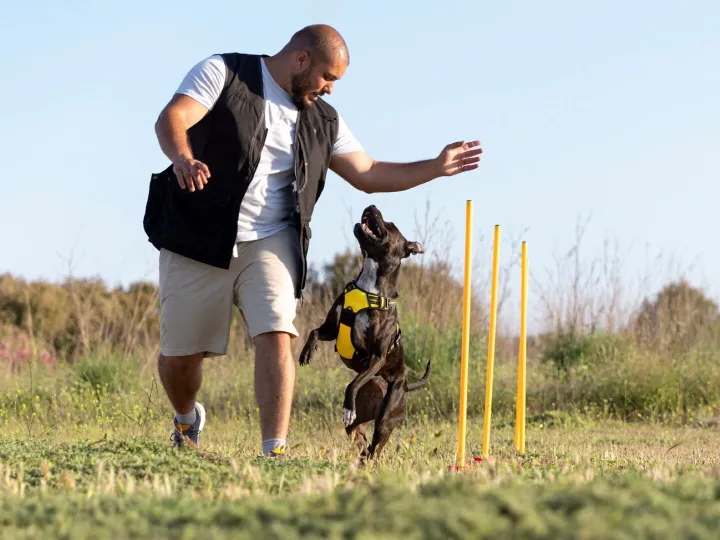 Dog trainer teaching dog to run though obstacles