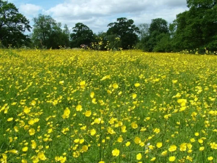 GlebeMeadowButtercups 1000