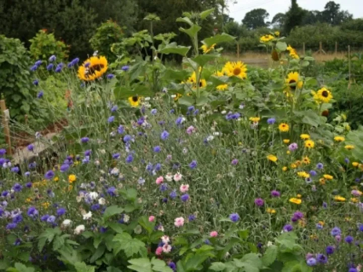 sunflowers-and-more-at-allotments-M120921