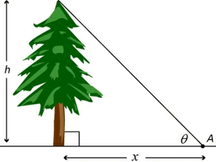 Measuring Tree Height 01a