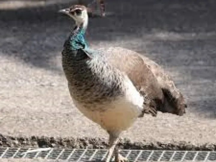 Peahen 3