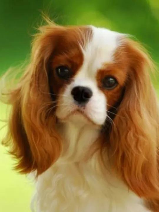 King Charles Spaniel