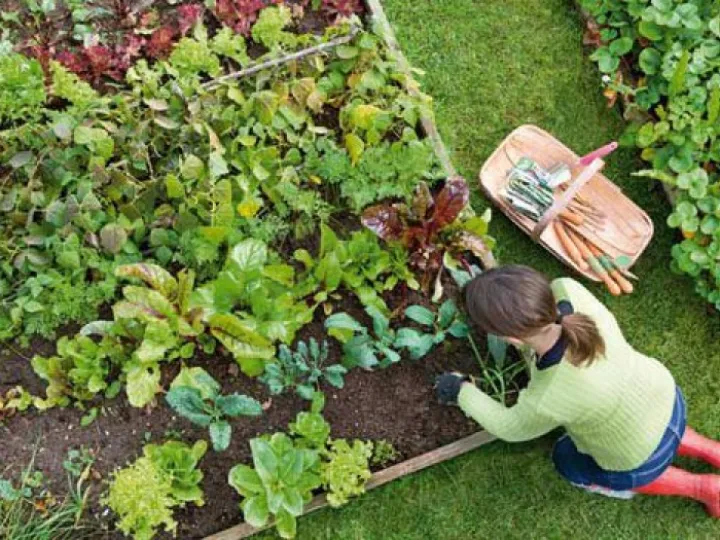 Kitchen Garden- produce a feast &ndash; Alan Titchmarsh