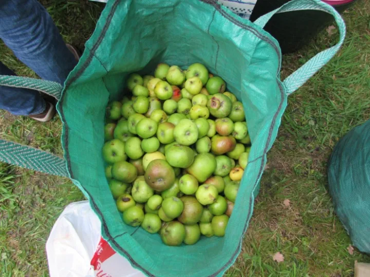 Apple Pressing 2015