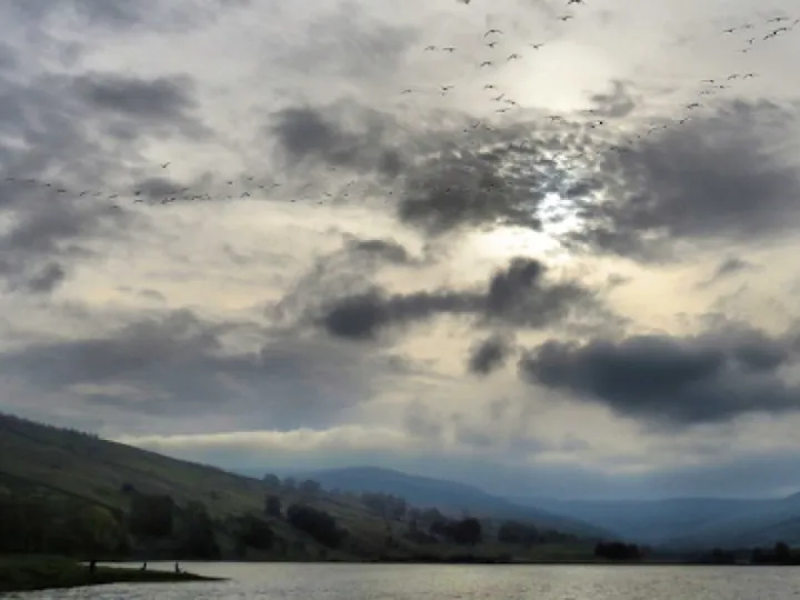semerwater_geese_crop