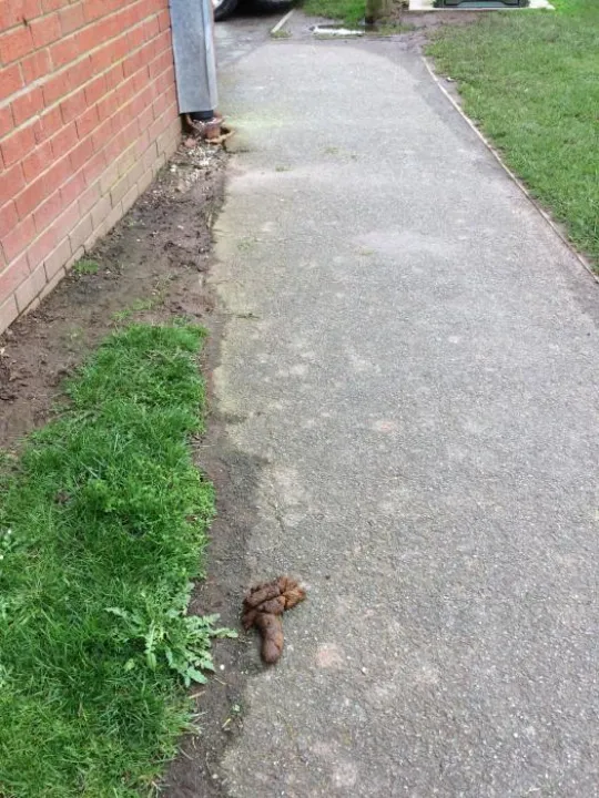 Dog Poo (1)