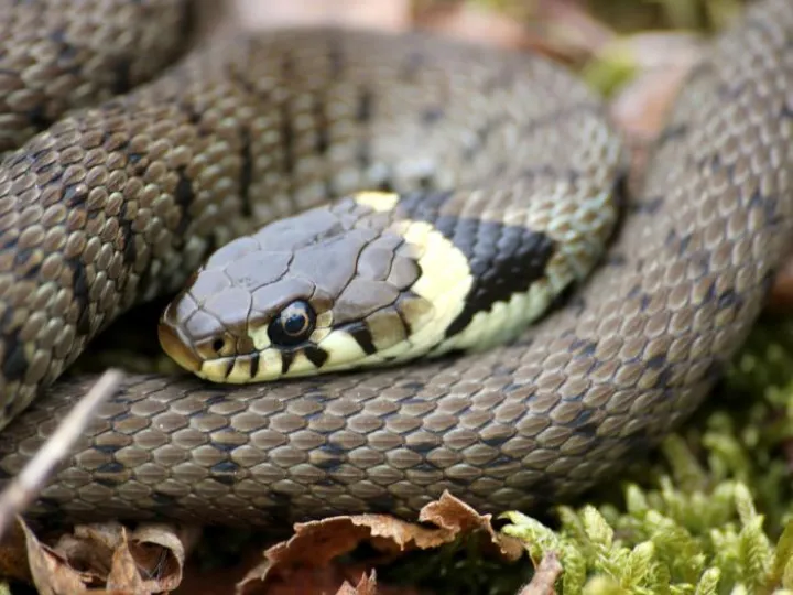 Grass Snake &ndash; Chris Gilbert (Great Blakmere)