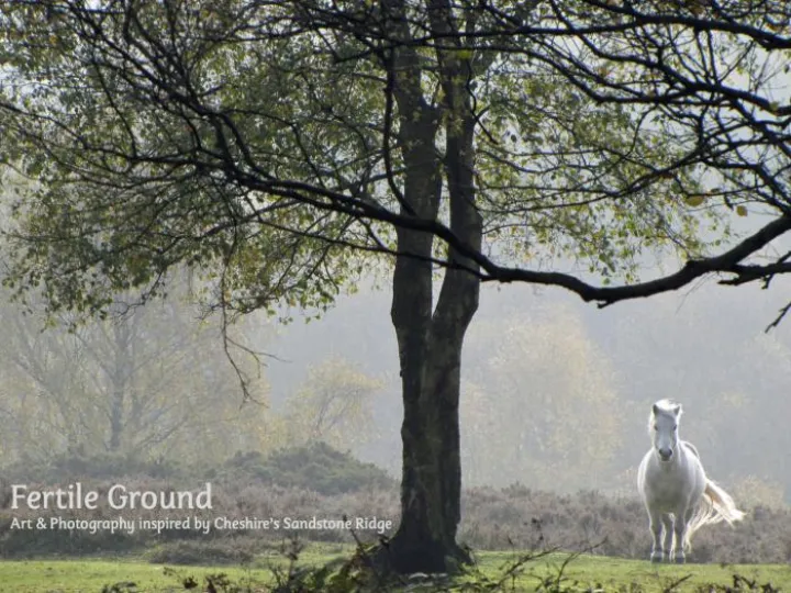 Fertile Ground front cover