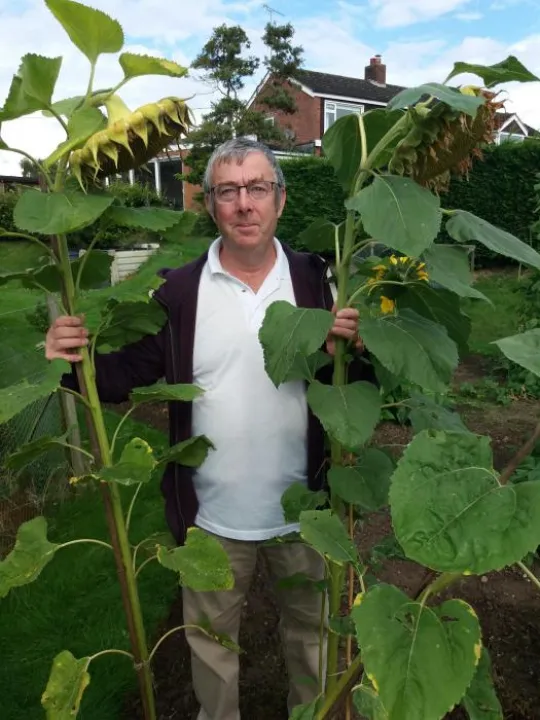 sunflower 3rd place adult