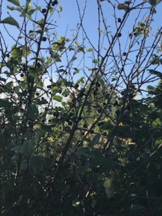 Sloes in the woodland